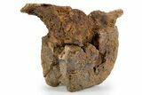 Hadrosaur (Edmontosaurus) Proximal Caudal Vertebra - Wyoming #303371-1